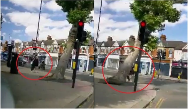 Árbol se desploma y casi aplasta a dos mujeres en calle de Londres. (Captura/Twitter)