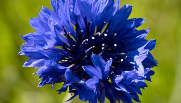 Las flores azules tienen un significado especial para tu persona amada (Foto: Freepik)