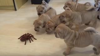 Mira el curioso encuentro entre unos cachorros y una tarántula de juguete