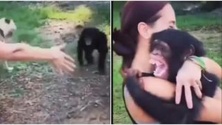 ¡Lo más tierno del día! Mono se reencontró con mujer que lo cuidó de bebé y protagonizaron emotivo momento [VIDEO]