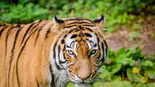 ¿Para olerte mejor? Un zoológico pide a sus visitantes botellas de perfume para sus enormes felinos