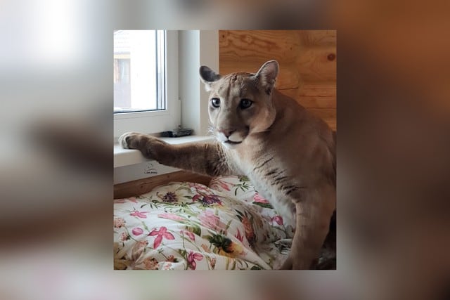 Pese a su tamaño considerable y sus 40 kilos de peso, el animal tiene un temperamento calmado pero no se lleva bien con la otra mascota de la peculiar pareja. (Foto: @l_am_puma en Instagram)