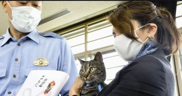 Gato recibió diploma de la policía de Tokio por haberle salvado la vida a un anciano . (Twitter)
