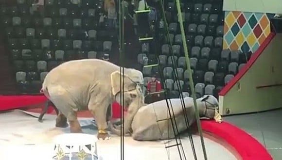 Dos elefantes se pelean en medio de un espectáculo de circo y la impactante escena se vuelve viral. (Foto: РИА Новости / YouTube)