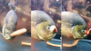 Una cosa de locos: pez devora a una serpiente y se vuelve viral en TikTok y otras redes [VIDEO]