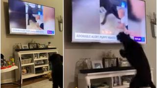 Lo más tierno que verás hoy: reacción de perro “al verse” en la TV hace estallar las redes sociales [VIDEO]