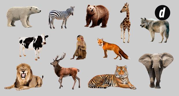 Look carefully at the picture and answer: which animal does not belong to this group?  Photo: Debor