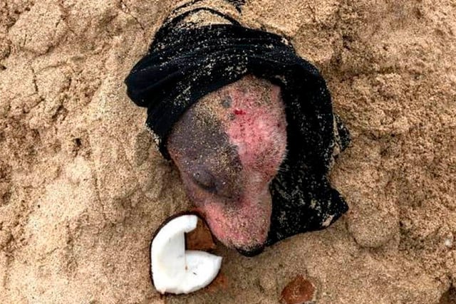 Foto: 1 de 3 | Así fue encontrado la perrita en la playa O'ahu en Hawái. | Foto: PAWS Háwai. (Desliza a la izquierda para ver más fotos).