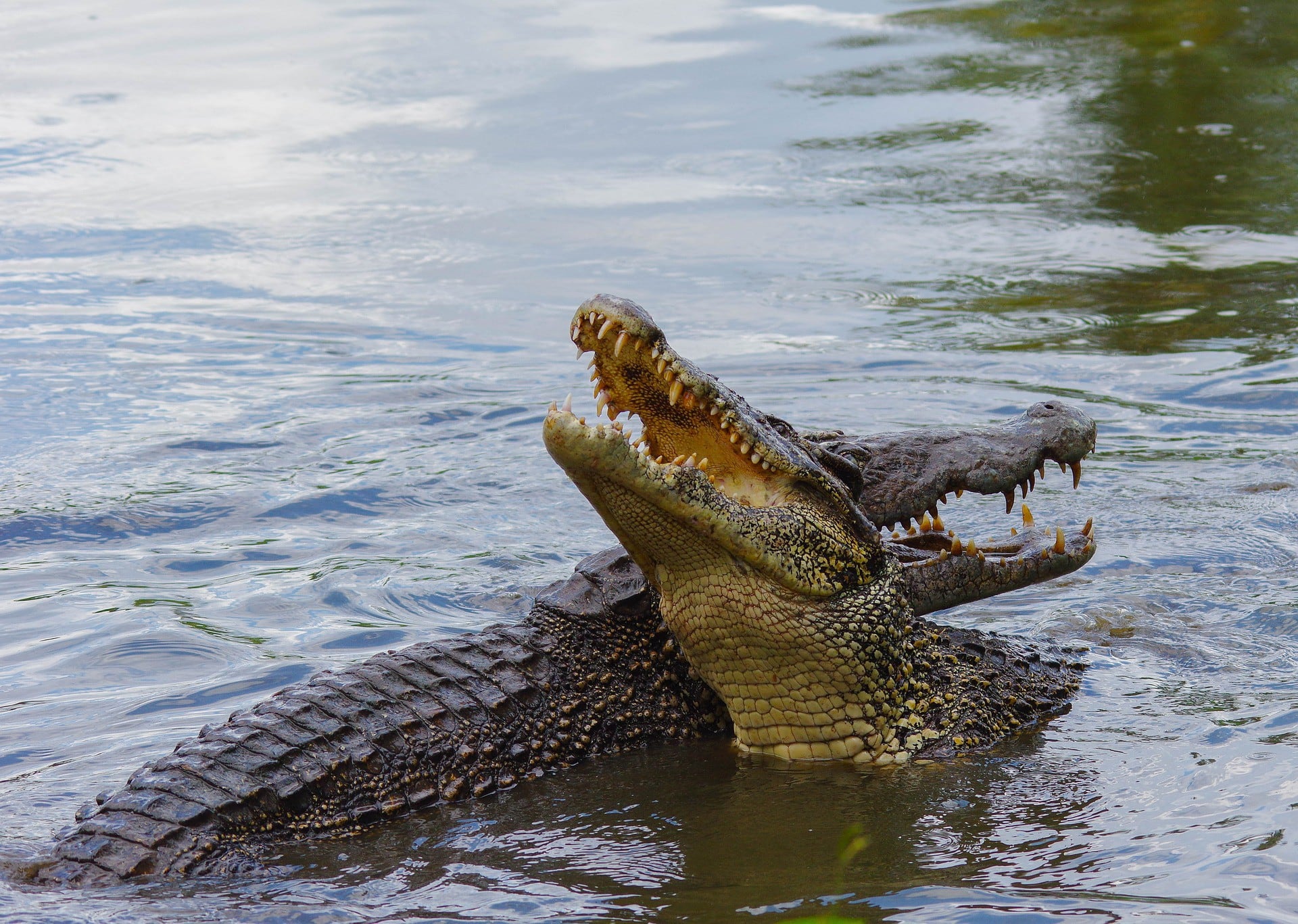 Los cocodrilos son animales muy salvajes y así lo volvieron a demostrar. (Foto referencial: Pixabay)