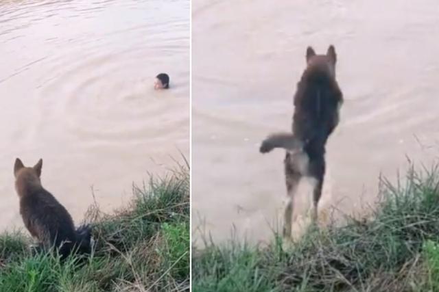Foto 1 de 3 | El perro no dudó en meterse al agua al ver que su amo se ‘ahogaba’. | Crédito: ViralHog en YouTube. (Desliza hacia la izquierda para ver más fotos)