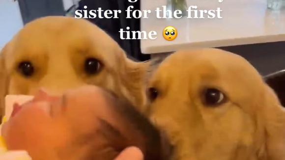 África Hazme Enjuague bucal Video Viral | Dos perros conocen al bebé de sus dueños y su emotiva  reacción es viral en TikTok | VIDEO | Facebook | Tendencias | Challenge |  Perú | PE 