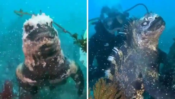 El video de la iguana no tardó en volverse viral en las redes sociales. (Foto: @NaturelsLit | Twitter)