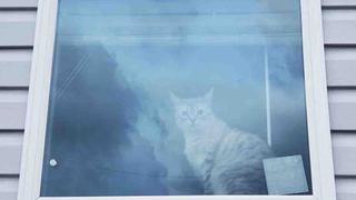 Acertijo visual en 5 segundos: ¿ubicas al segundo gato en la ventana tienes una vista mala? [FOTO]
