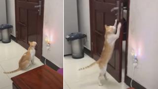 Gato no soportó estar encerrado en un cuarto y decidió abrir la puerta