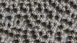 Sé un ‘lobazo’: ubica todos los lobos entre los siberianos del reto viral [FOTOS]