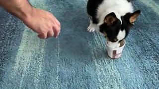 La reacción de un perro al probar helado por primera vez en su vida se vuelve viral