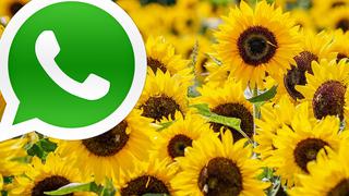 21 de marzo: maneras de publicar la canción “Flores amarillas” en los estados de WhatsApp