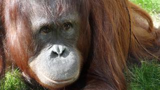 Amistoso orangután “le da una mano” a guardabosque que limpiaba río de serpientes