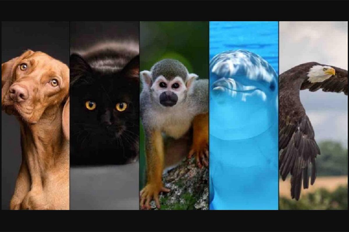 Test viral hoy | Escoge el animal con el que te identifiques y descubrirás  aspectos importantes sobre ti | test psicológico | redes sociales |  facebook viral | personalidad | colombia |