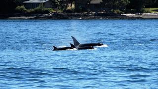 Grupo de orcas embiste un velero en España: impactante escena se vuelve viral