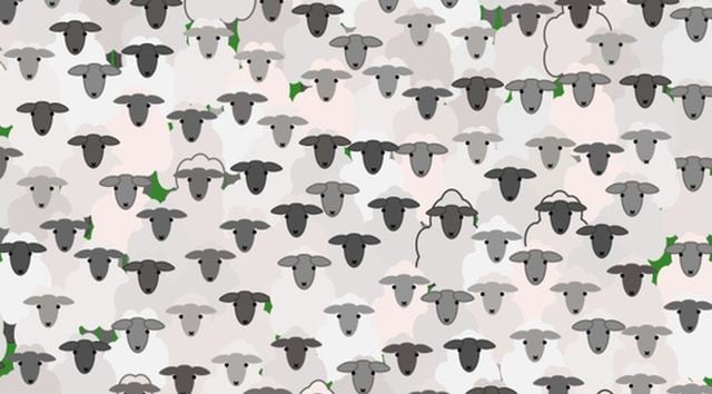 ¿Puedes encontrar la cabra entre las ovejas en el desafío visual que la rompe en redes? (Buzzfeed)