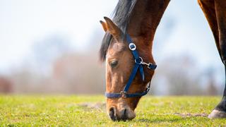 ¿Cuál es la dieta del caballo y es realmente efectiva para bajar de peso de manera rápida?