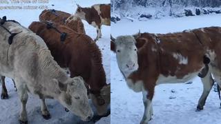 ¡Buena idea contra el frío! Granjero confecciona sostenes de lana a sus vacas para mantenerlas calientes