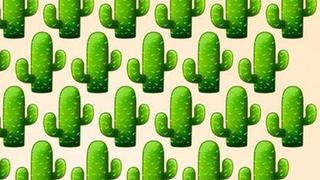 Cuidado te pinchas: halla el cactus diferente en este acertijo viral cuanto antes [FOTO]