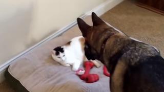 La increíble reacción que tuvo un perro al ver que un gato se echó en su cama