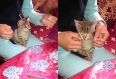 Gatito ayuda a sus dueñas a envolver un regalo con uno de sus encantos naturales