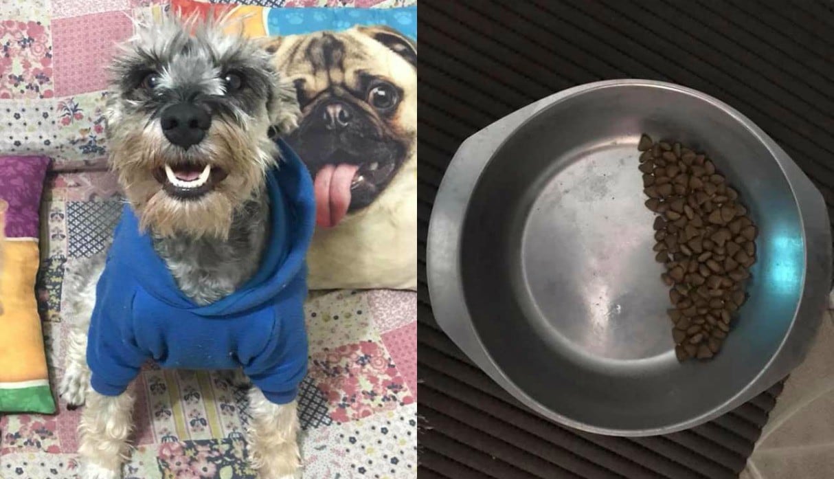 FOTO 1 DE 4 | Otávio es un perro que que se volvió viral en las redes sociales por tener la inusual costumbre de dejar la mitad de su comida. | Foto: Joice Lamas / Facebook (Desliza a la izquierda para ver más fotos)