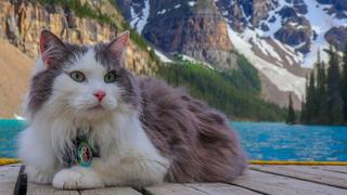 Este es Gary, el gato que ama esquiar por las montañas de Canadá 