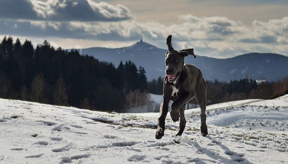 Un perro fue grabado deslizándose alegremente en la nieve y el momento cautivó a los amantes de las mascotas en las redes sociales. (Foto: Pixabay/Referencial)