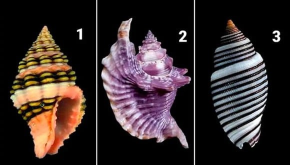 TEST VISUAL | En esta imagen se aprecian tres conchas marinas distintas. Tienes que elegir una. (Foto: namastest.net)