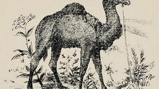 Solo algunos ‘genios’ encuentran en este reto viral el rostro del cuidador del camello