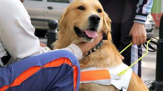 Coronavirus: así ayudan los perros de terapia a los doctores en medio de la pandemia de covid-19
