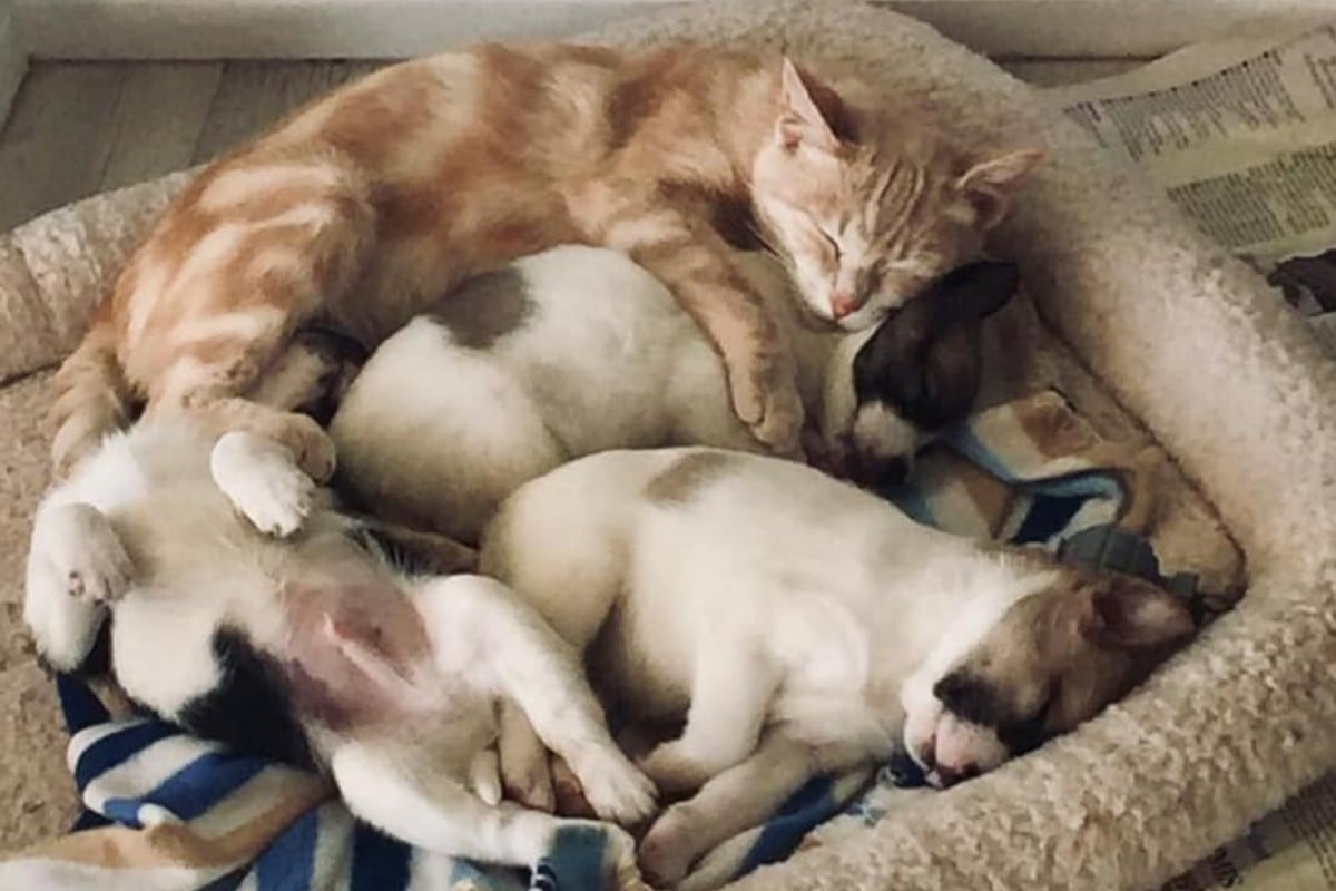Una gatita llegó a un albergue días después de perder a sus crías; sin embargo, unos cachorros huérfanos le dieron un nuevo propósito de vida. (Foto: Langeeban Animal Care en Facebook)