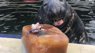 Foca recibe un pastel de pescado helado por su cumpleaños y tiene una reacción que conmueve a usuarios