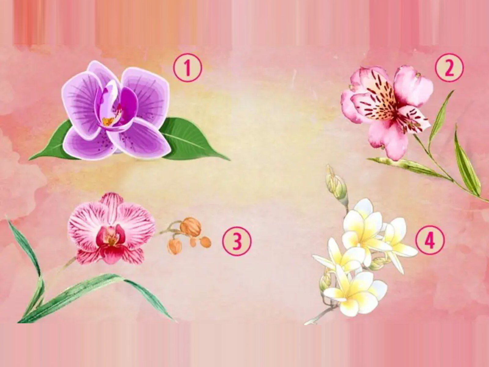 TEST VISUAL | Esta imagen te muestra cuatro orquídeas. Elige una. (Foto: namastest.net)