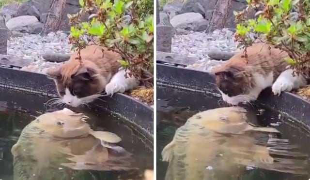 Foto 1 de 3: El gato y el pez cautivaron a miles con su “beso”. ¡Desliza para ver más! (Foto: @timo_the_ragdoll_cat | Instagram)