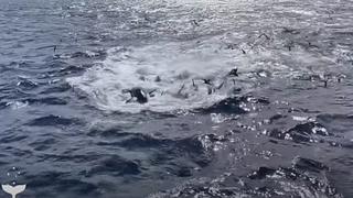 Aterrador momento: una ballena es devorada por 70 orcas frente a un grupo de turistas