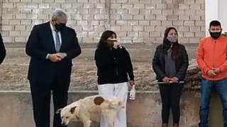 Perro orina a una intendenta de Jujuy mientras daba un discurso y la escena se vuelve viral