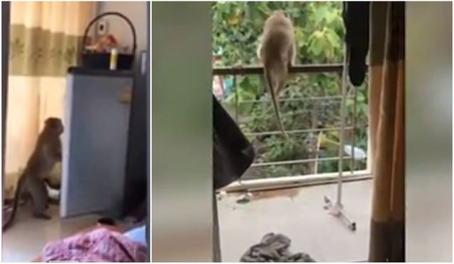 Mono es captado robando comida y la ‘rompe’ en TikTok. (Foto: YouTube/Captura)
