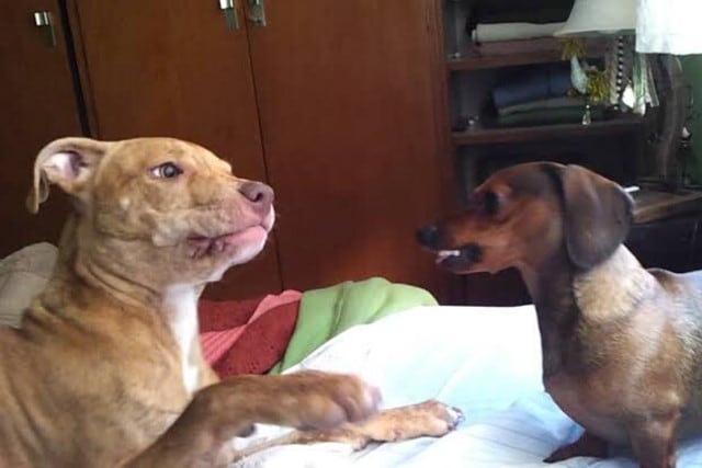 La cría de un pitbull con una perrita salchicha sorprendió a usuarios de Facebook.. (Foto: Pinterest)