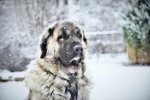 Algunos perros toleran bien las bajas temperaturas. (Foto: Pexels)