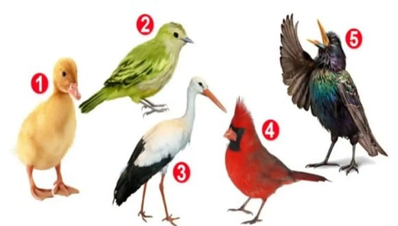 TEST VISUAL | En esta imagen se aprecian varias aves. Tienes que seleccionar una. (Foto: namastest.net)