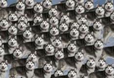 Halla a los lobos entre los perros siberianos de este reto viral que tiene locos a todos [FOTO]