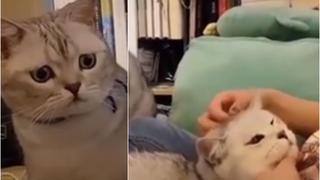 La decepción, la traición, humana: gato ‘ampaya’ a su dueña acariciando a otro felino y su reacción es digna de un meme [VIDEO]