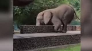 El hambre pudo más: elefante subió ágilmente por una pared para intentar ‘robar’ unos mangos y es viral [VIDEO]
