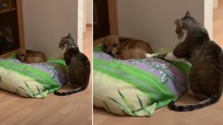 Nuevo VIDEO VIRAL te muestra a un GATO haciendo de todo para llamar la atención de un PERRO